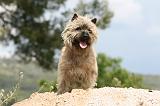 CAIRN TERRIER 540
